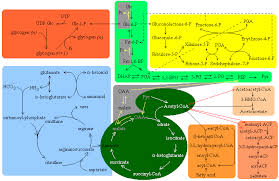 Metabolic Chart Glycolysis Gluconeogenesis Krebs Cycle