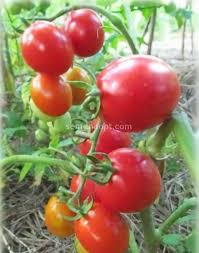 Томат Властелин степей: описание сорта помидоров, характеристики, посадка и выращивание, болезни и вредители, отзывы