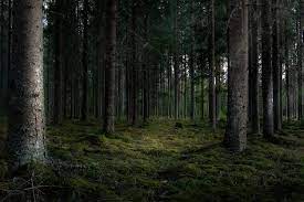 Forest Wallpaper Images Free