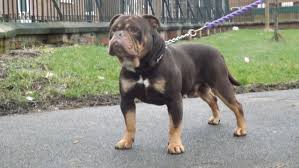 Dark chocolate tri english bulldog stud for sale. Chocolate Tri Old English Bulldog For Stud Manchester Greater Manchester Pets4homes
