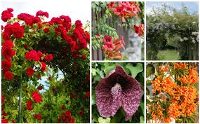 Year round flowers available have healthy leaves and are trimmed down to keep only the necessary and beautiful elements that will aid them in flourishing once they reach the consumer. 10 Best Climbing Perennials Garden Lovers Club