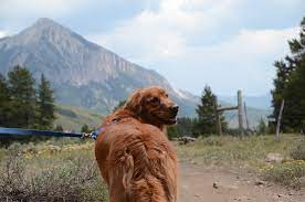 top dog friendly hiking trails in