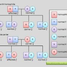 Inheritance Of Hemophilia Download Scientific Diagram