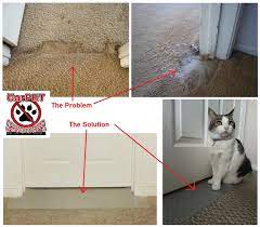 carpet scratch stopper stop cats from