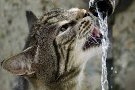how to identify dehydration in your cat