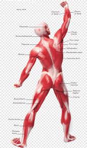 Female anatomy of internal organs with skeleton, rear and front views. Muscular System Muscle Tissue Human Body Organ System Anatomy Hand Human Png Pngegg