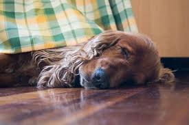 what are the best floors for dogs