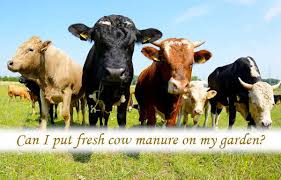 can i put fresh cow manure on my garden
