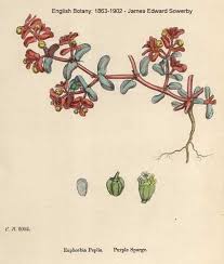 Euphorbia peplus - Online Virtual Flora of Wisconsin