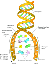 dna structure including dinucleotide