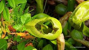 These carnivorous plants are native to northern california and southwestern oregon. Darlingtonia State Natural Site Florence Oregon Discovery