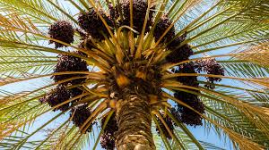 Some are understory plants that prefer shade and a moister, darker environment. How To Grow And Care For Date Palm Trees