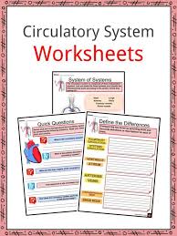 Circulatory system online worksheet for grade 4. Circulatory System Facts Worksheets Cycle Heartbeat For Kids