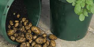 Grow A Potato Farm In Buckets Five