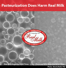pasteurization does harm real milk