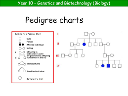 Pedigree Chart Powerpoint