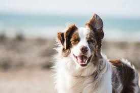 dog friendly beaches in rhode island