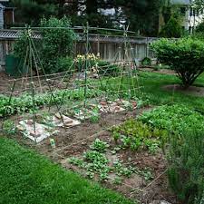 Advantages Of Growing Backyard Produce
