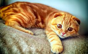 When he is not playing, you can find him purrin. Scottish Fold Ginger Cats Cats Cat Scottish Fold