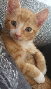 2 x ginger & 2 x grey kittens for sale. 1 Ginger Kitten Left For Sale Ipswich Suffolk Pets4homes