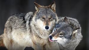 Wolves cull sick, old and genetically inferior elk and deer, allowing the wolves improve riparian areas. Wolf San Diego Zoo Animals Plants