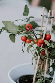 9 secrets for growing tomatoes in pots