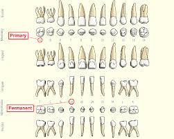 Patient With Mixed Dentition