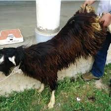 bakerwal goat held with raised hind
