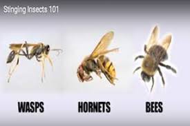 Stinging Insect Pest Guide Types Of Stinging Insects