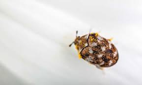 how to get rid of carpet beetles all
