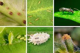 common houseplant pests identify