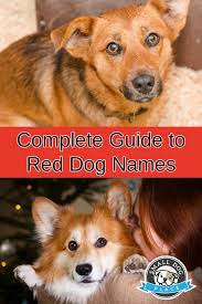 150 red dog names perfect for your