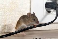 What scent will keep mice away?
