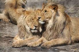 Два льва умерли от коронавируса в японском зоопарке