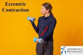 concentric vs eccentric contractions