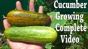 Desi Cucumber and Kitchen Gardening | Cucumber Plant Growing | Summer  Vegetables Kitchen Gardening - YouTube
