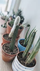 Indoor Succulents And Cacti