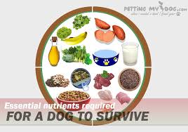 nutritional requirement for your dog