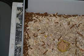 worms mealworms in clean bug system