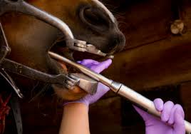 The Importance Of Maintaining The Health Of Your Horses