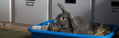 pet rabbits and your health rabbit