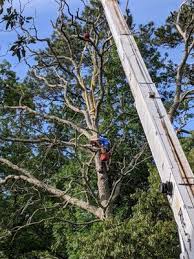 Check spelling or type a new query. Mike S Tree Service 4517 Powells Point Rd Virginia Beach Va Tree Services Mapquest