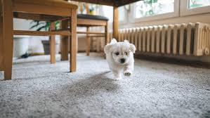 how to get dog out of carpet in 8