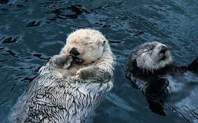 sea otter wallpapers top free sea
