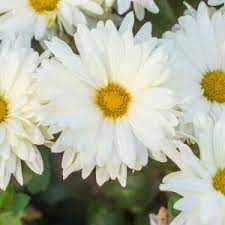 Webber recommends digging a planting hole one to three inches larger than the nursery pot and. Spring Hill Nurseries 3 In Pot White Daisy Mammoth Mum Chrysanthemum Live Flowering Perennial Plant 1 Pack 63372 The Home Depot Spring Hill Nursery Perennial Plants Perennials