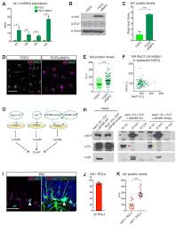 Id4 Promotes The Elimination Of The Pro Activation Factor