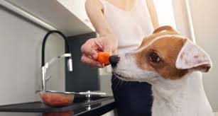 Vegetables For Dogs