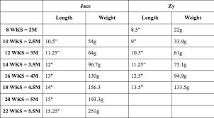 Bearded Dragon Cage Size Chart 20 Different Types Of