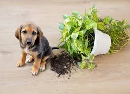 plants that are safe for dogs