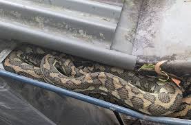 gutter python snake catcher brisbane